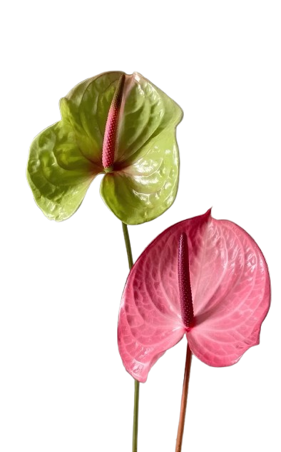 Нежное утро